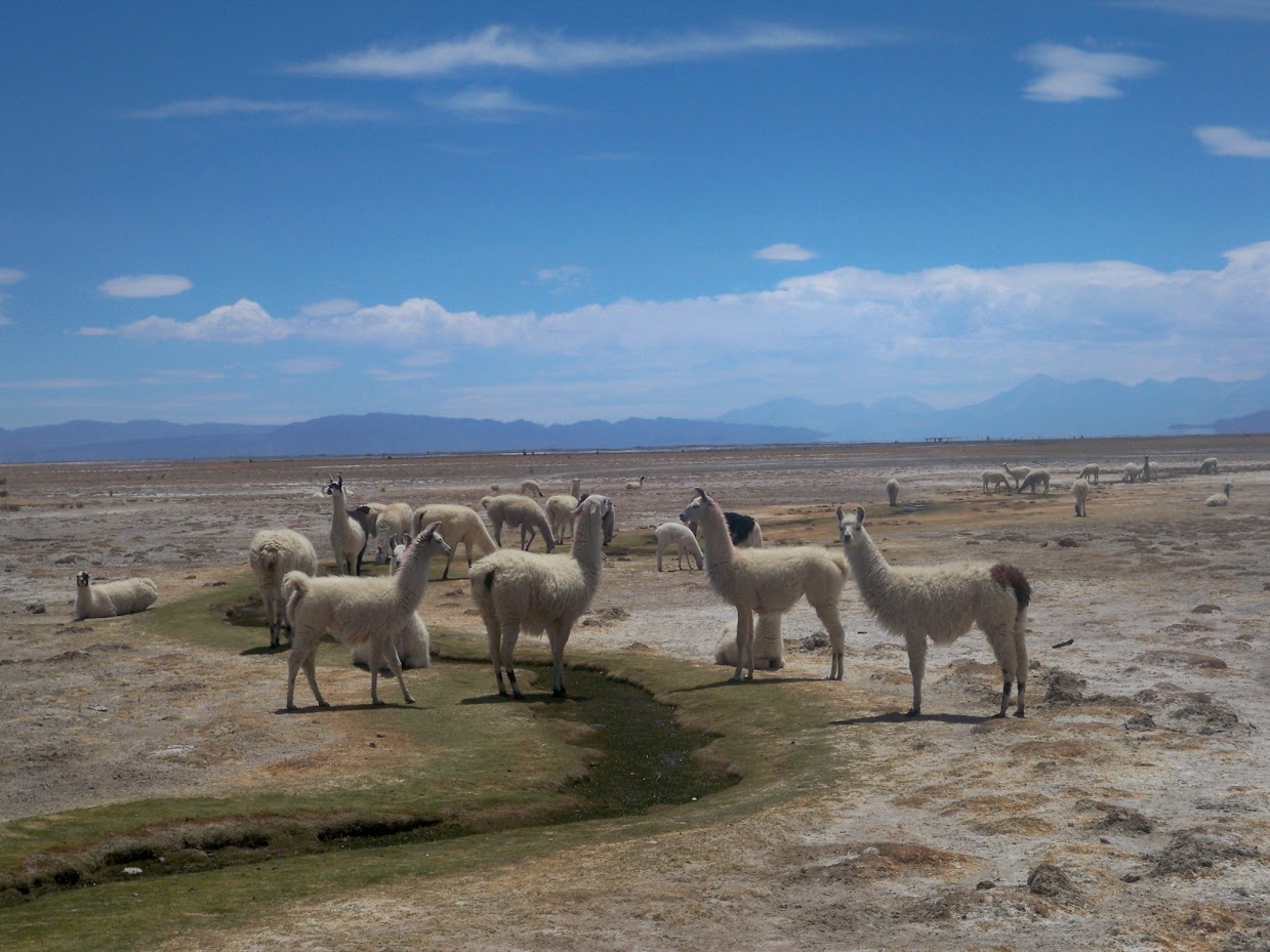 Cycling Across the Coipasa Salt Pan to Llica in Bolivia