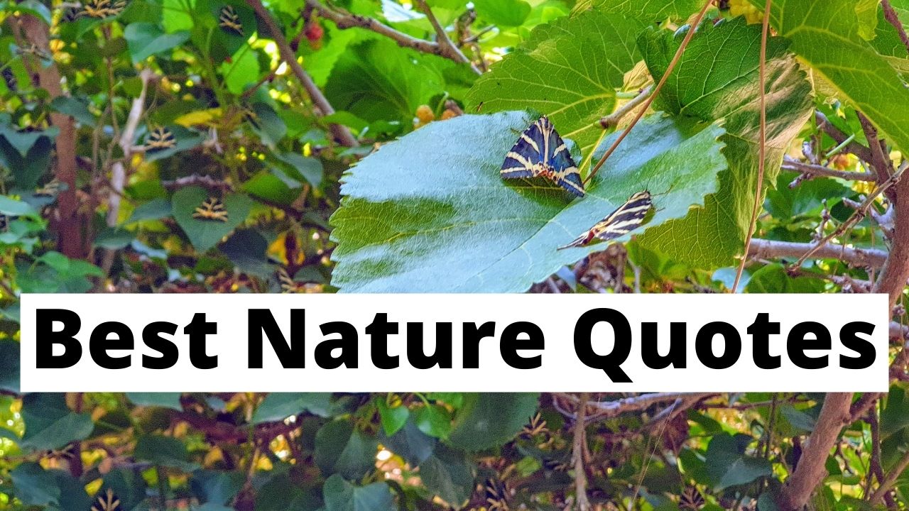 100+ Nature Quotes To Inspire All Who Love Nature's Beauty